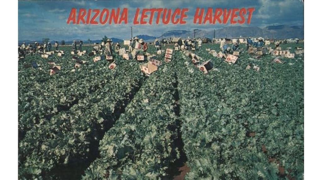 antique postcard of lettuce