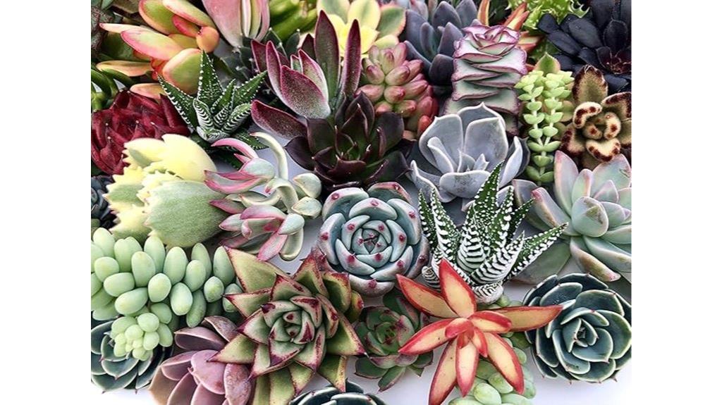 assorted succulent cuttings collection