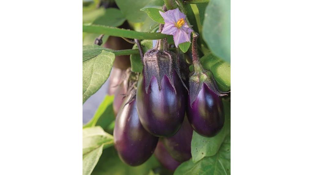 burpee patio baby eggplant