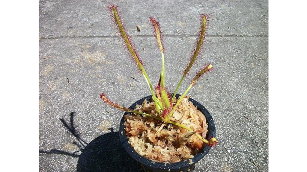 carnivorous sundew plant variety