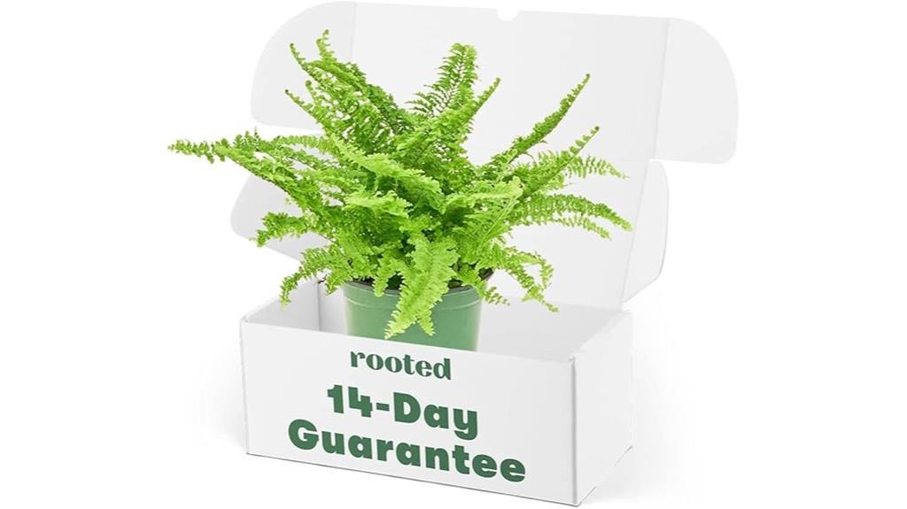 compact boston fern plant
