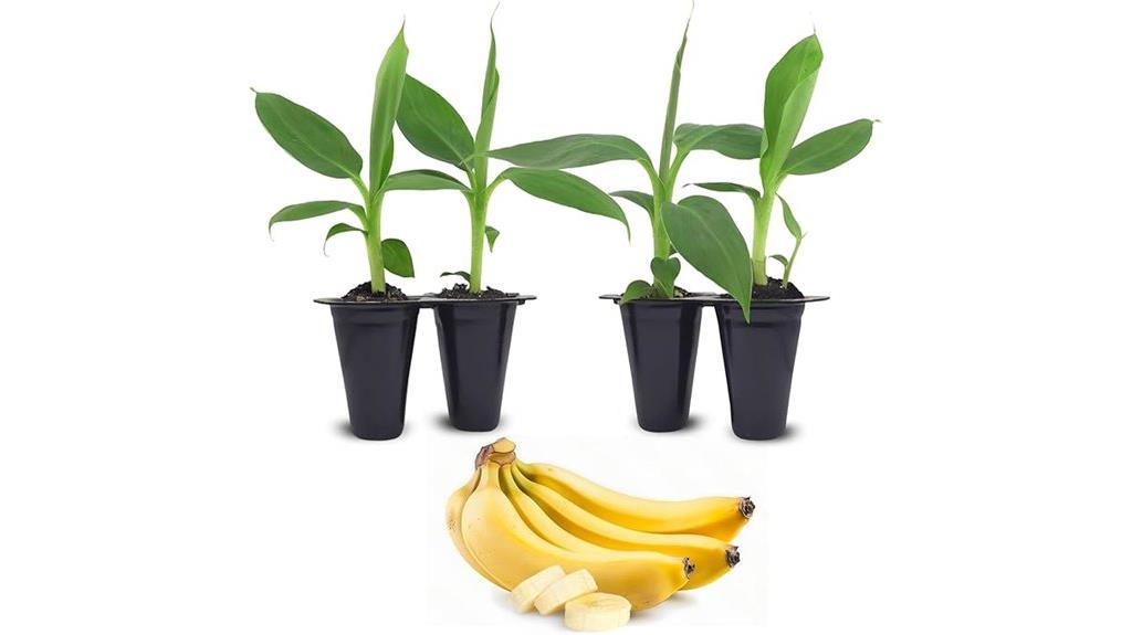dwarf cavendish banana plants