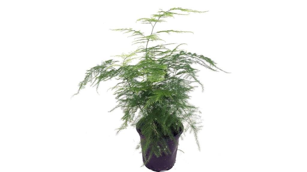 easy care houseplant fern