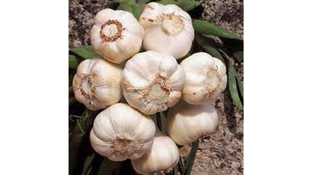 fresh california garlic bulbs