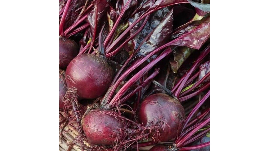 heirloom non gmo beet seeds