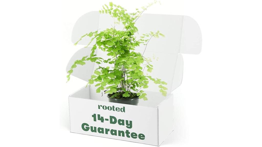 indoor outdoor fern plant