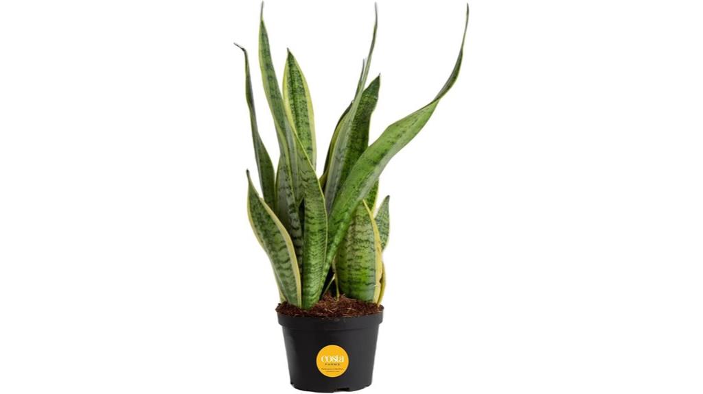 indoor sansevieria snake plant