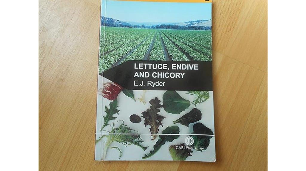 lettuce and chicory cultivation