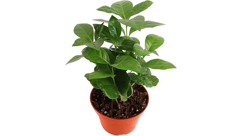 live arabica coffee plants