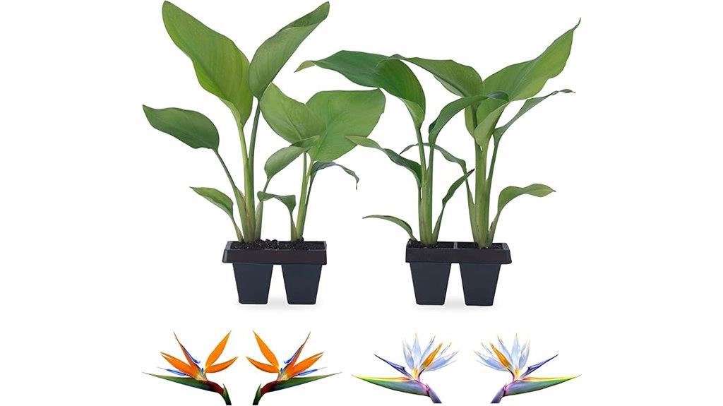 live bird of paradise