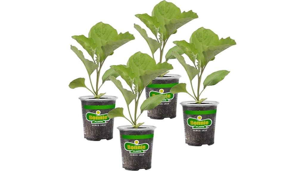 live black beauty eggplants