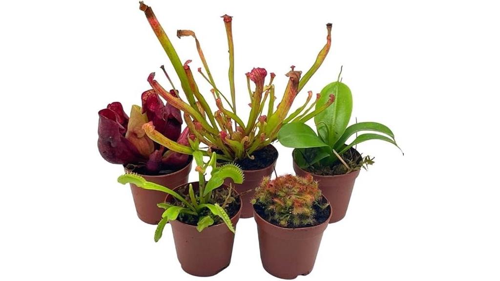 live carnivorous plant set
