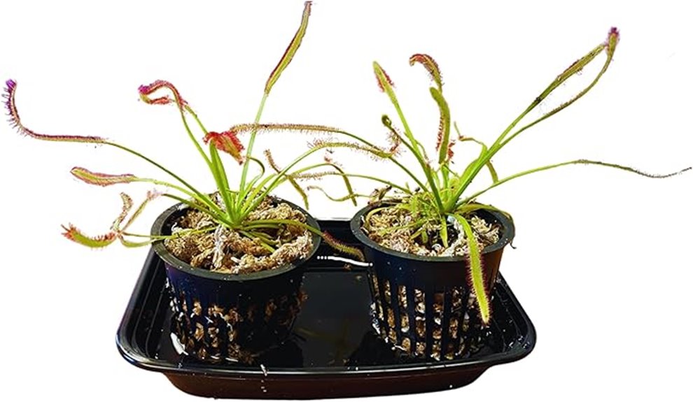 live carnivorous plant set