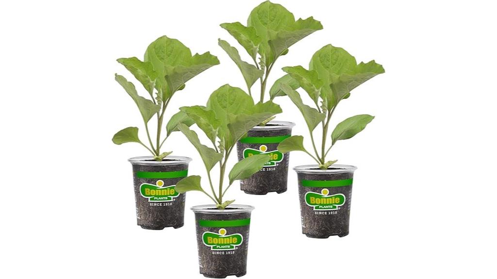 live japanese eggplant plants