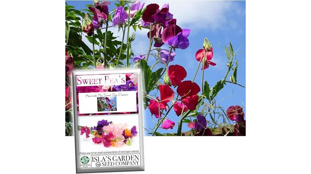 mammoth mix sweet peas