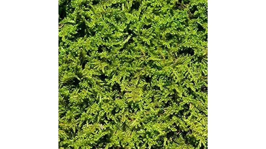 moss for terrariums and bonsai