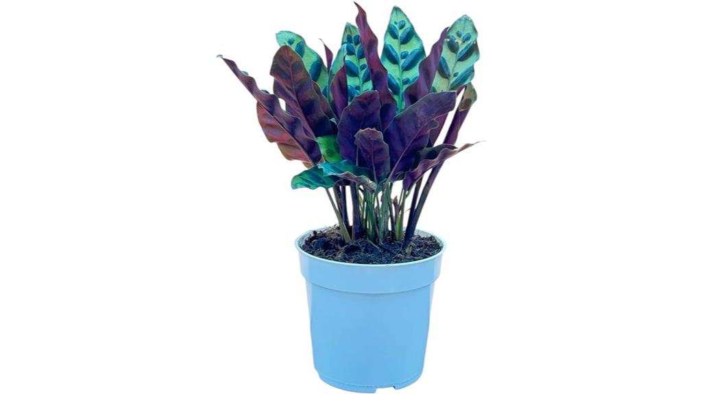 rattlesnake calathea live plant