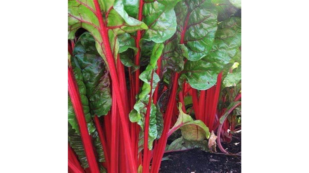 ruby swiss red chard