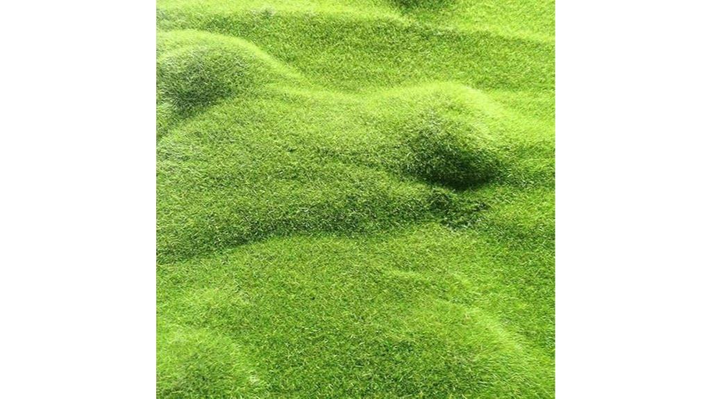 scottish irish moss seeds