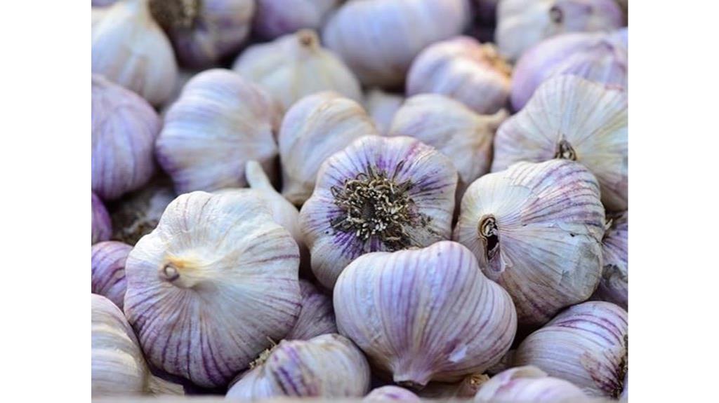siberian hardneck garlic bulbs