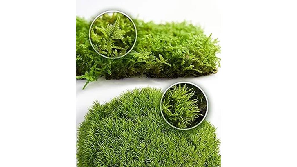 terrarium moss sheet available