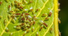 insect pests attacking plants