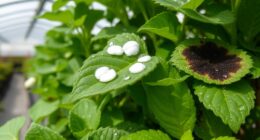 mold prevention and treatment