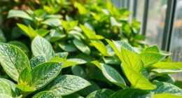 powdery mildew management strategies