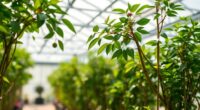 prune and train greenhouse plants