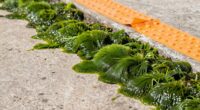 algae slip hazard solution