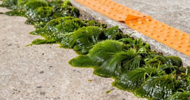 algae slip hazard solution