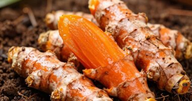 comprehensive turmeric cultivation guide