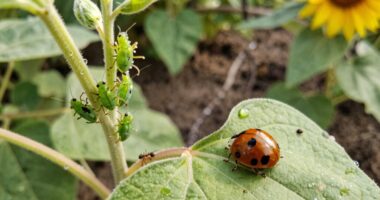 early spring pest appearances