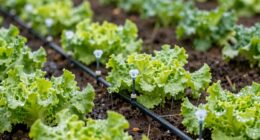 efficient drip irrigation design