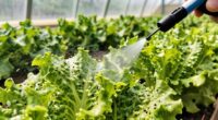 greenhouse aphid emergency response