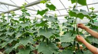 greenhouse cucumber training