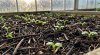 greenhouse mulch stabilizes moisture