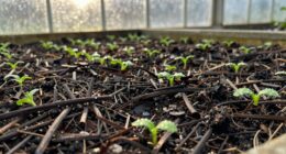 greenhouse mulch stabilizes moisture