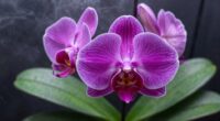 healthy orchid root humidity