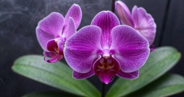 healthy orchid root humidity