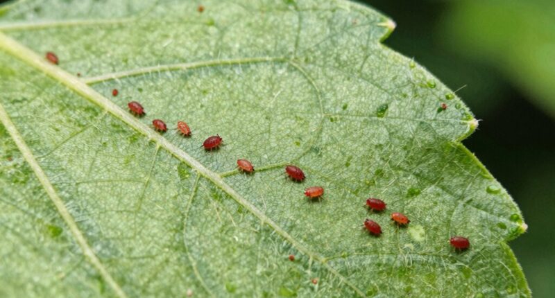 identify prevent treat early