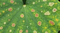 identifying leaf spot symptoms