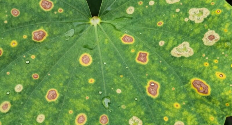 identifying leaf spot symptoms