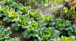 improve airflow and watering