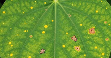 leaf spot identification guide