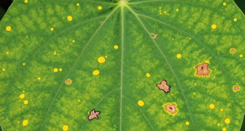 leaf spot identification guide