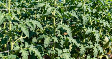 maximize yield with trellises
