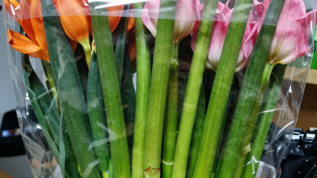 optimal stem growth conditions