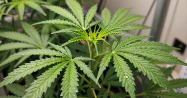 optimize plant growth efficiently