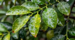 overwatering citrus leaves